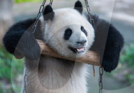 Chongqing Zoo Giant Pandas