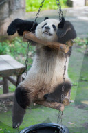 Chongqing Zoo Giant Pandas