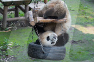 Chongqing Zoo Giant Pandas