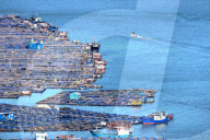 Oyster Farming in Ningde
