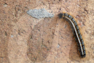 Eastern Tent Caterpillar