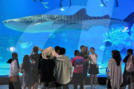 Marine Tourism Market
