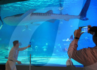 Marine Tourism Market
