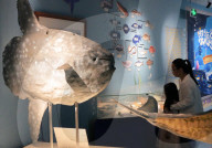 Marine Tourism Market
