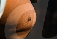Aedes Mosquito - Mosquito Bites - Deadly Disease Vector - Animal India