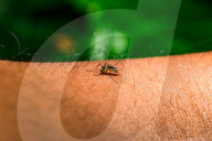 Aedes Mosquito - Mosquito Bites - Deadly Disease Vector - Animal India