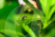 Aedes Mosquito - Mosquito Bites - Deadly Disease Vector - Animal India