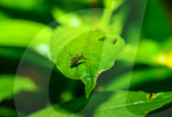 Aedes Mosquito - Mosquito Bites - Deadly Disease Vector - Animal India