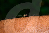 Aedes Mosquito - Mosquito Bites - Deadly Disease Vector - Animal India