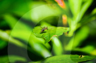 Aedes Mosquito - Mosquito Bites - Deadly Disease Vector - Animal India