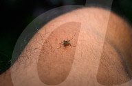 Aedes Mosquito - Mosquito Bites - Deadly Disease Vector - Animal India