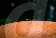 Aedes Mosquito - Mosquito Bites - Deadly Disease Vector - Animal India