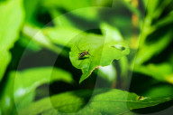 Aedes Mosquito - Mosquito Bites - Deadly Disease Vector - Animal India