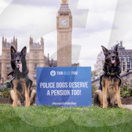 Recht auf Rente: Britische Polizeihunde und ihre Hundeführer demonstrieren vor dem Parlament in London