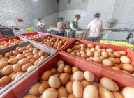 Egg-laying Chicken Breeding Base in Suqian