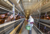 Egg-laying Chicken Breeding Base in Suqian