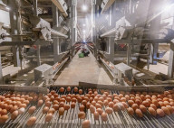 Egg-laying Chicken Breeding Base in Suqian