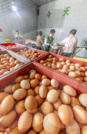 Egg-laying Chicken Breeding Base in Suqian