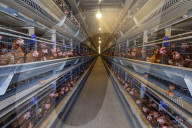 Egg-laying Chicken Breeding Base in Suqian