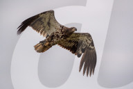 Juvenile Bald Eagles In Ohio