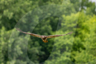 Juvenile Bald Eagles In Ohio