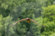 Juvenile Bald Eagles In Ohio