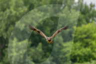 Juvenile Bald Eagles In Ohio