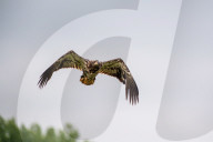 Juvenile Bald Eagles In Ohio
