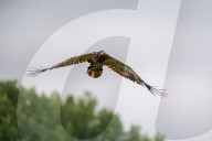 Juvenile Bald Eagles In Ohio