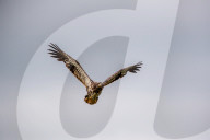 Juvenile Bald Eagles In Ohio