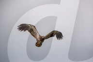Juvenile Bald Eagles In Ohio