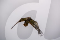 Juvenile Bald Eagles In Ohio