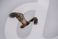 Juvenile Bald Eagles In Ohio