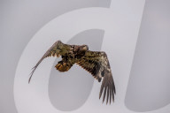 Juvenile Bald Eagles In Ohio