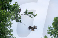 Juvenile Bald Eagles In Ohio