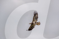 Juvenile Bald Eagles In Ohio