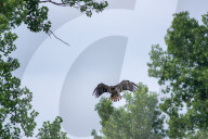 Juvenile Bald Eagles In Ohio