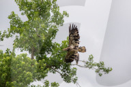Juvenile Bald Eagles In Ohio