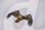 Juvenile Bald Eagles In Ohio