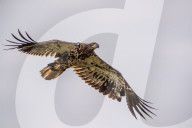 Juvenile Bald Eagles In Ohio