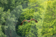 Juvenile Bald Eagles In Ohio