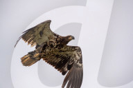 Juvenile Bald Eagles In Ohio