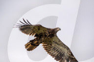 Juvenile Bald Eagles In Ohio