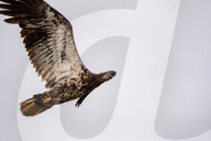 Juvenile Bald Eagles In Ohio