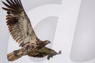 Juvenile Bald Eagles In Ohio