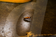 Abscondita Firefly - Firefly Numbers Decline Near Urban Artificial Light Pollution  