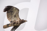 Juvenile Bald Eagles In Ohio