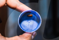 Abscondita Firefly - Firefly Numbers Decline Near Urban Artificial Light Pollution  