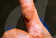 Abscondita Firefly - Firefly Numbers Decline Near Urban Artificial Light Pollution  