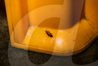 Abscondita Firefly - Firefly Numbers Decline Near Urban Artificial Light Pollution  